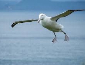 albatross